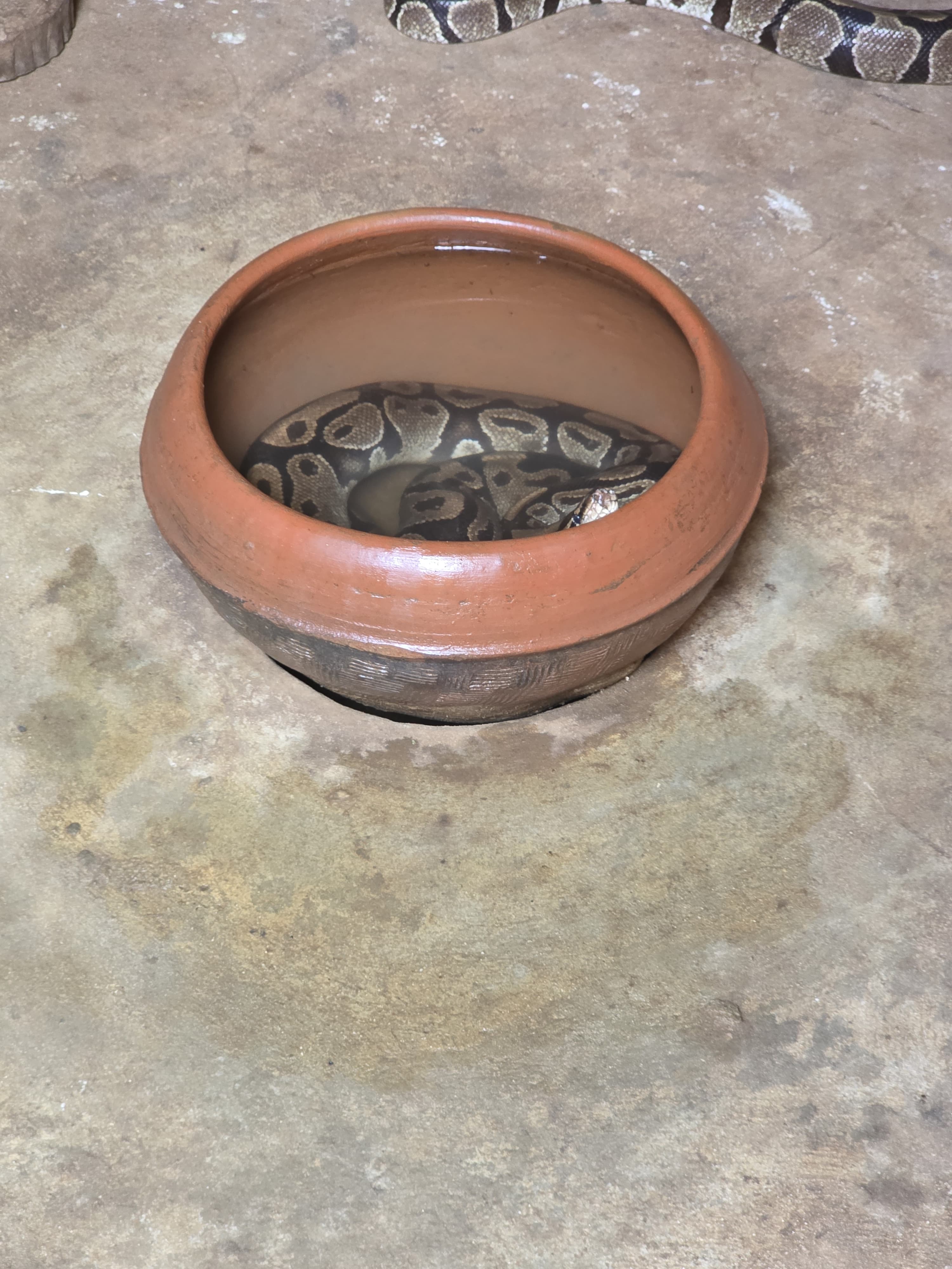 Python House — sacred bowl with royal python